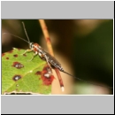 Perithous cf scurra - Schlupfwespe 02a 10mm-fdet03.jpg